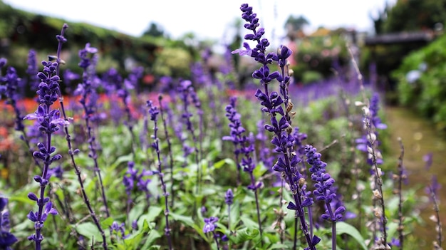 Violet Salvia Divinorum lub Sage Of The Diviners kwiat z bliska w ogrodzie