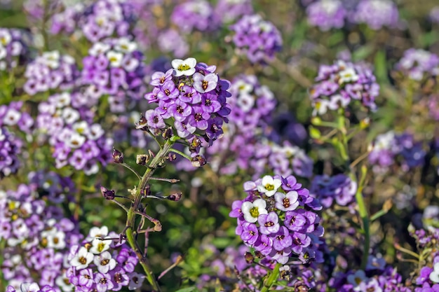 Violeta Alyssum kwitnie w kwietniku na tle innych kwiatów