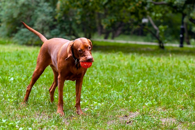 Vizsla Z Zabawkową Piłką Bawiącą Się Na łące