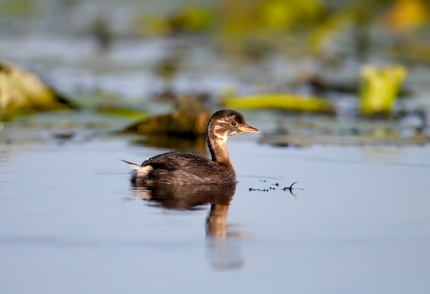 W Błękitnych Wodach Jeziora Pływa Młody Perkoz Czarnoszyi (podiceps Nigricollis)