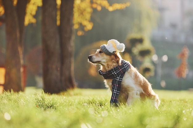 W czapce i szaliku Piękny pies rasy Golden Retriever na spacer na świeżym powietrzu w parku