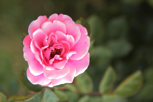 Zdjęcie w głębi ogrodu kryje się tajemnica i piękno dużej różowej róży