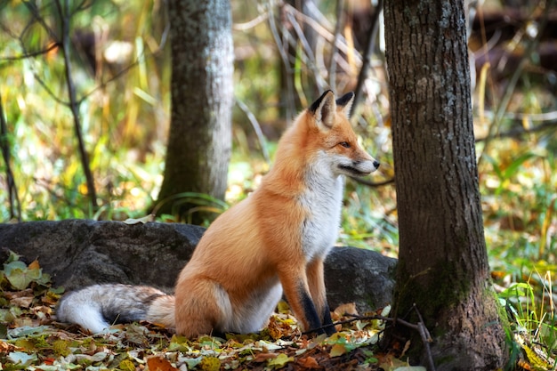 W jesiennym lesie, otoczony opadłymi liśćmi, siedzi młody lis i przygląda się uważnie