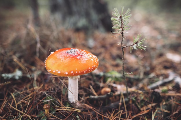 W jesiennym lesie rośnie piękny czerwony muchomor cętkowany