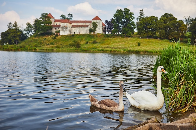 W Jeziorze Pływają łabędzie