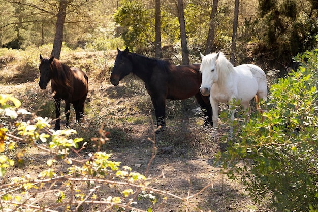 Zdjęcie w krzakach chowają się trzy piękne dzikie konie