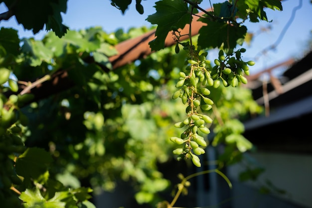 W kwietniu winogrona są jeszcze niedojrzałe