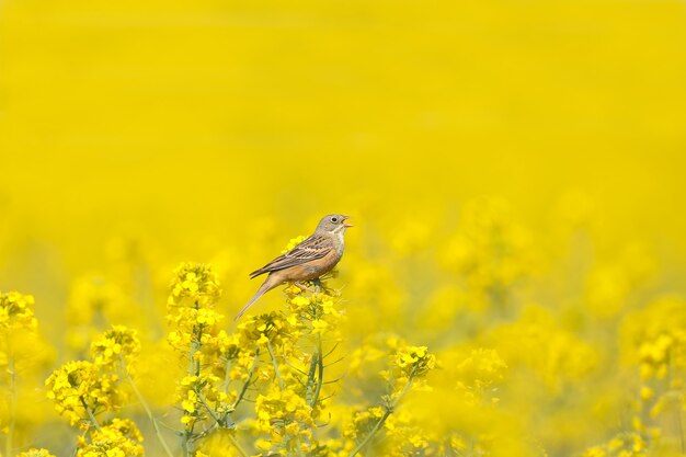W kwitnącym rzepaku występuje samiec ortolana (Emberiza hortulana)
