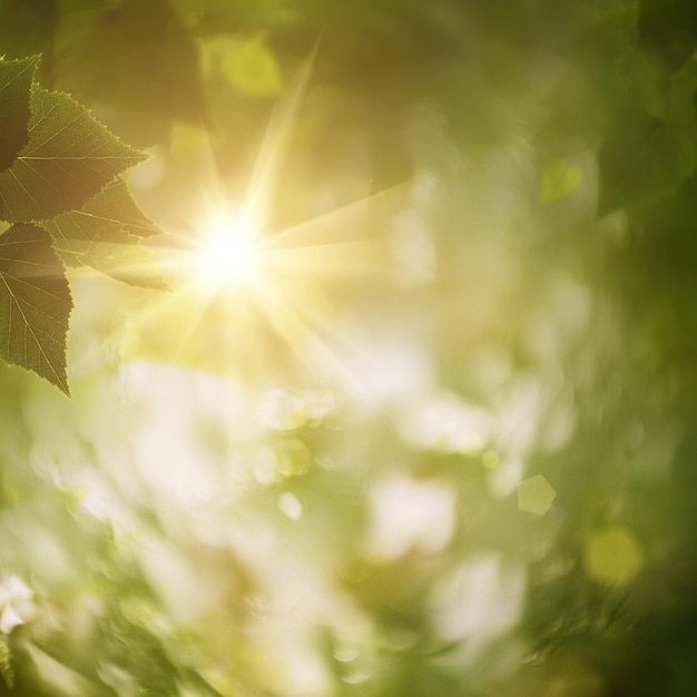 Zdjęcie w lesie abstrakcyjne naturalne tła dla swojego projektu