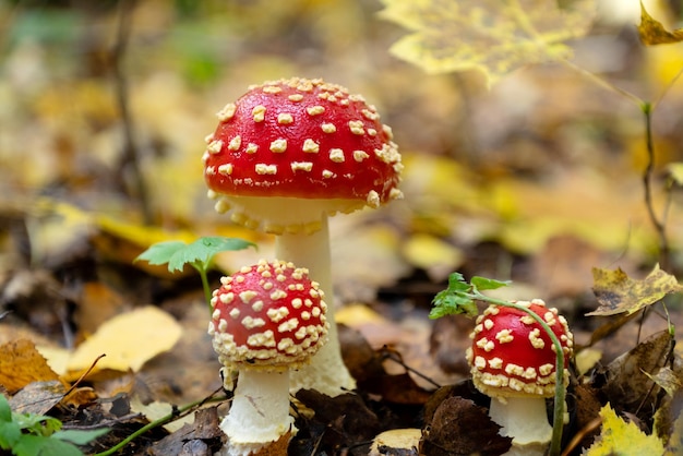 W lesie rośnie grupa Amanita muscaria lub muchomor trujący