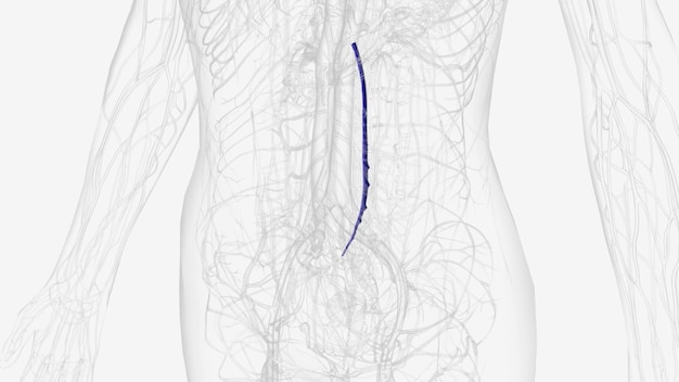 Zdjęcie w ludzkiej anatomii dolna żyła miednicy jest naczyniem krwionośnym, który odprowadza krew z jelita grubego