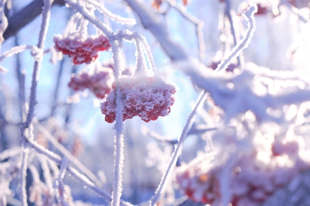 W mroźny zimowy dzień kiście jarzębiny pokryte są mrozem i śniegiem.