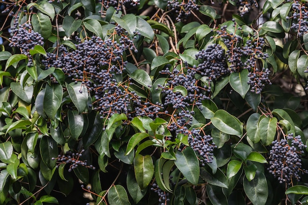 W naturze jagody dojrzewają na zwykłym ligustrum japonicum