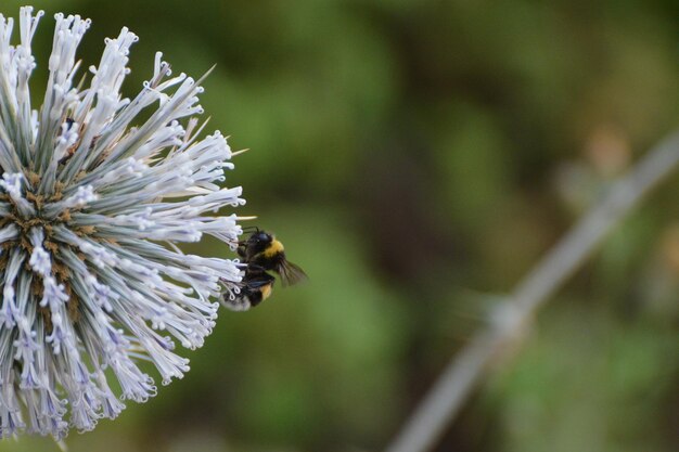 Zdjęcie w naturze mała pszczoła na ciernie