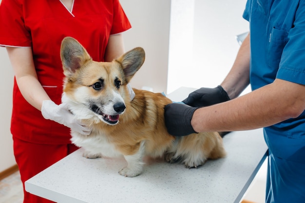 W nowoczesnej klinice weterynaryjnej bada się rasowego psa Corgi. Klinika weterynaryjna.
