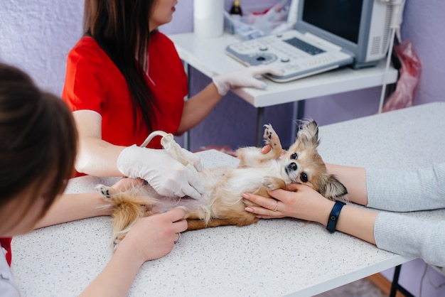 W nowoczesnej klinice weterynaryjnej na stole wykonuje się ultradźwięki czystej krwi Chihuahua. Klinika weterynaryjna