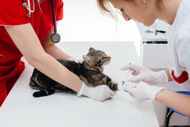 W nowoczesnej klinice weterynaryjnej rasowy kot jest badany i leczony na stole. Klinika weterynaryjna.