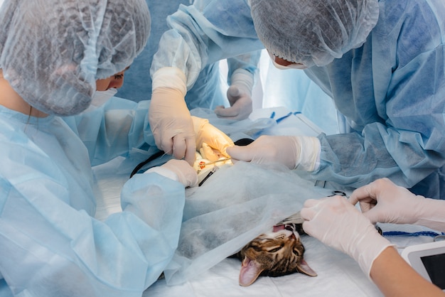 W nowoczesnej klinice weterynaryjnej z bliska wykonuje się zwierzę na stole operacyjnym. Klinika weterynaryjna