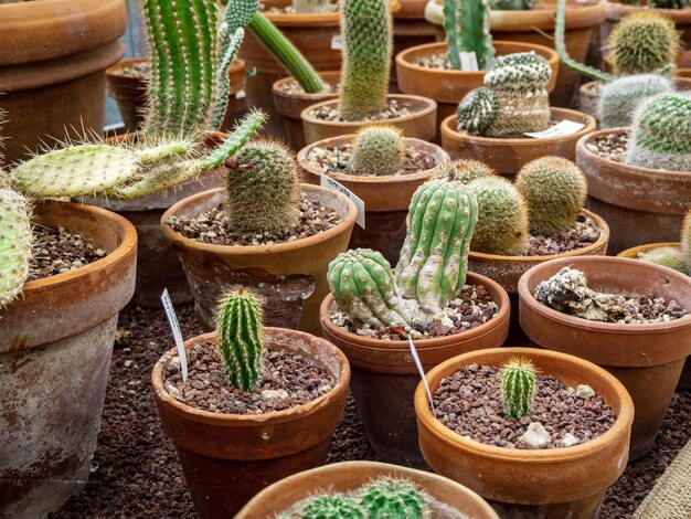 w ogrodzie botanicznym rośnie grupa tropikalnych kaktusów w doniczkach