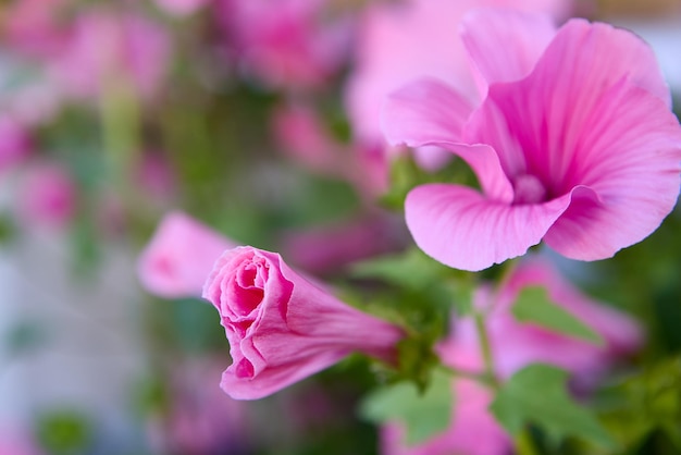 W ogrodzie kwiatowym kwitły różowe kwiaty ślazu różanego lub lavatera trimestris
