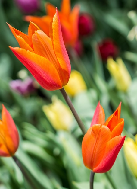 W ogrodzie kwitną kolorowe tulipany