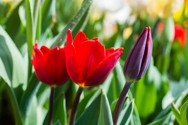 W ogrodzie kwitną kolorowe tulipany