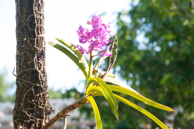 W ogrodzie kwitną piękne kwiaty orchidei Violet Hybrid Vanda