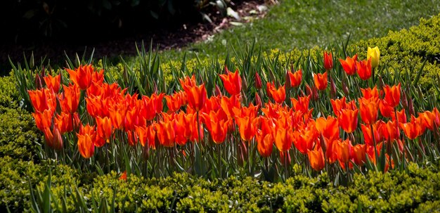 W ogrodzie kwitną pomarańczowe kwiaty tulipanów.