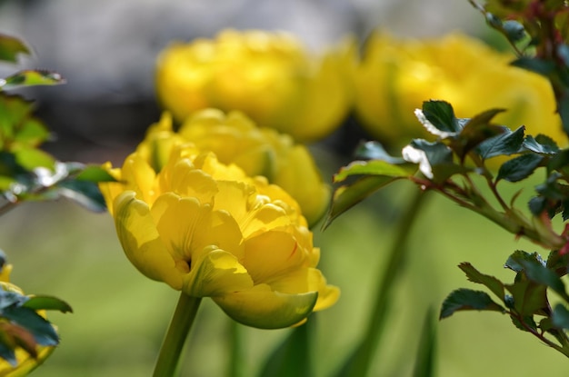W ogrodzie kwitną żółte tulipany