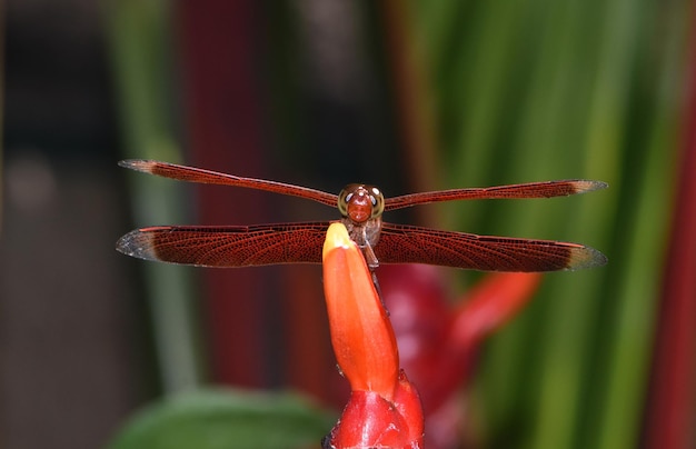 W ogrodzie odpoczywa ważka. Makro natura Bali, Indonezja.