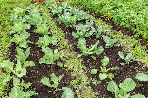 W ogrodzie rosną główki kapusty Brassica oleracea