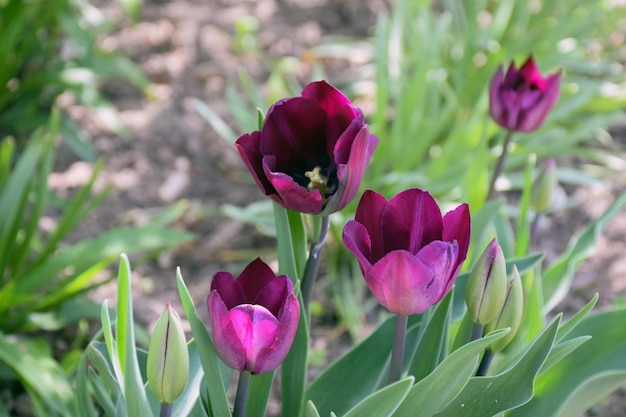 W ogrodzie rośnie kilka ciemnofioletowych kwiatów tulipanów