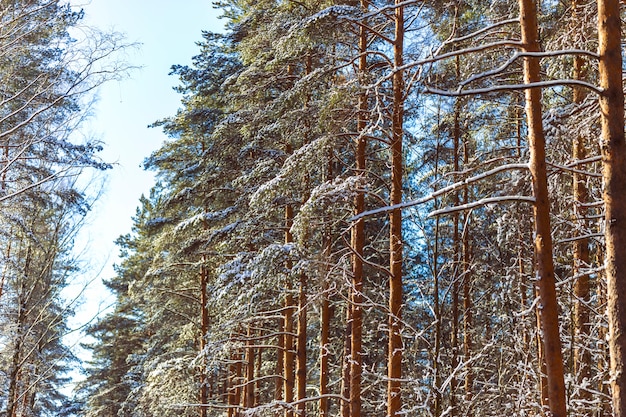 Zdjęcie w parku i lesie drzewa pokryte śniegiem