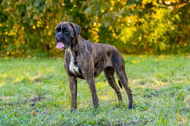 W parku na trawie stoi duży pies rasy niemiecki bokser