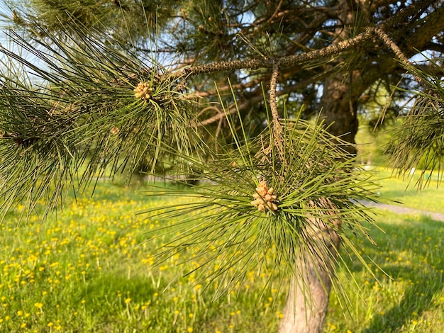 W parku rośnie młoda sosna Aleppo pinus halepensis