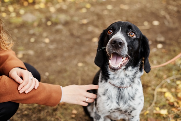 W parku spaceruje spaniel z długimi uszami