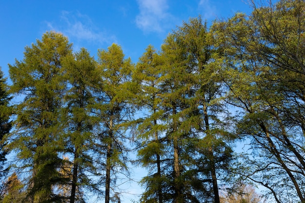 W parku występuje modrzew europejski, odmiana Buli Larix decidua.