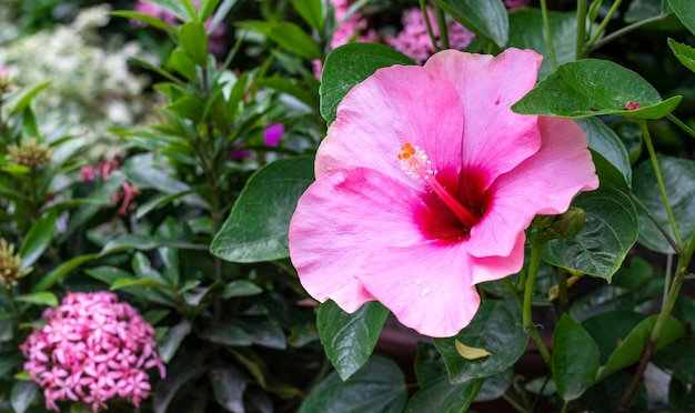 W Pełni Rozkwitły Różowo-czerwony Hibiskus Rosa Sinensis Lub Kwiat Joba W Ogrodzie Na Drzewie