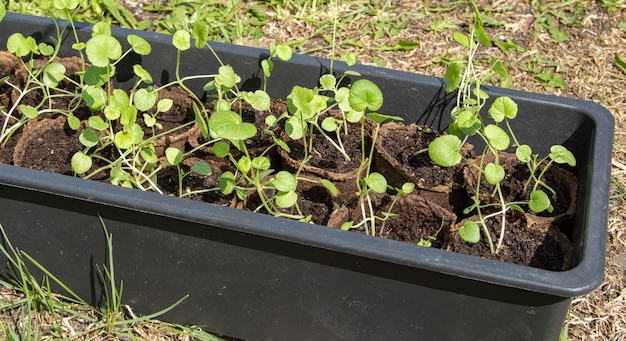 W podwórku na trawie znajduje się plastikowa taca z kubeczkami torfowymi z młodymi sadzonkami roślin warzywnych Koncepcja sadzenia sadzonek na grządkach w wiosennym zbliżeniu