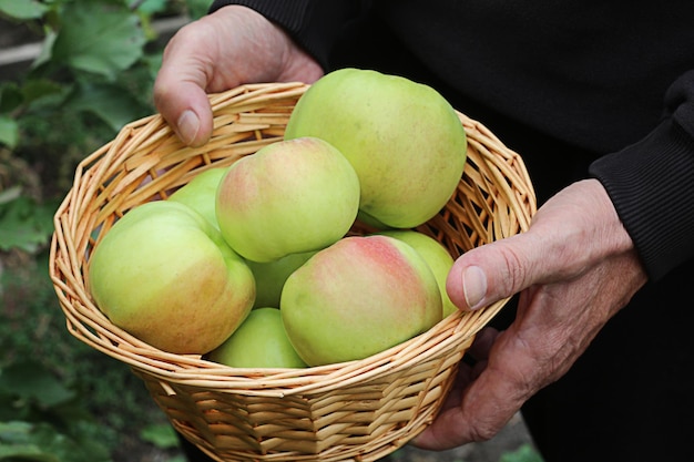 Zdjęcie w ręce mężczyzny kosz dojrzałych jabłek rolnik gospodarstwa kosz w ręce na tle