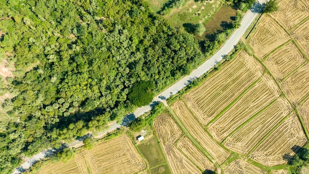 W Sezonie żniwnym Powyżej Piękne Pola Ryżowego Piękne Pola Upraw Rolnych Sfotografowane Z Góry Tajlandia Ratchaburi