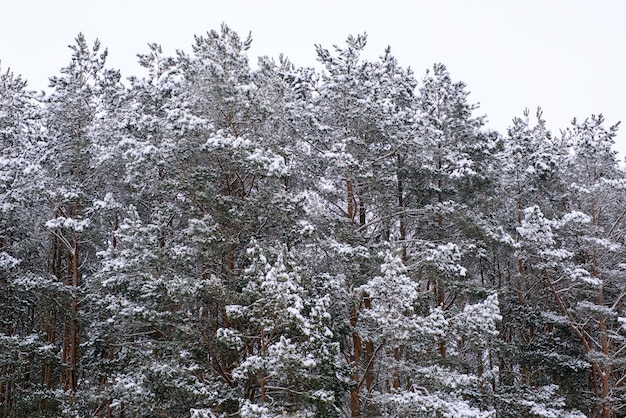 W Sosnowym Lesie Spadł Pierwszy śnieg