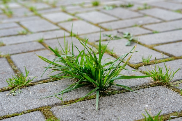 W szwach między małymi kostkami chodnika w ogrodzie rośnie zbliżona kępa zielonej trawy i mchu.