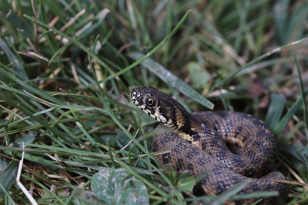 Zdjęcie w trawie widać węża.