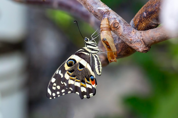 W tropikalnym ogrodzie motyli w Konyi; Motyl stoi obok swojego kokonu.