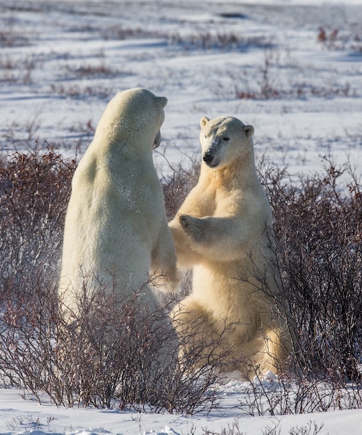 Zdjęcie w tundrze bawią się ze sobą dwa niedźwiedzie polarne. kanada.