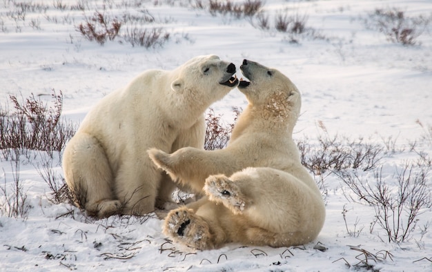 W tundrze bawią się ze sobą dwa niedźwiedzie polarne. Kanada.