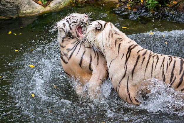 W Wodzie Walczyły Dwa Białe Tygrysy.