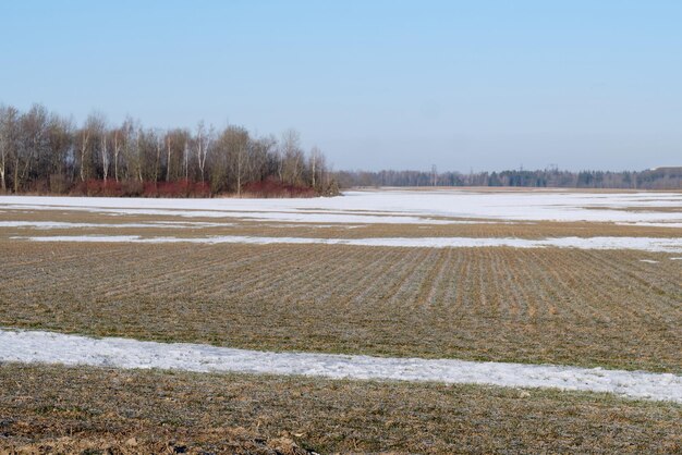 W wysokiej, suchej trawie liSnow, która topi się i suchej trawy na fie