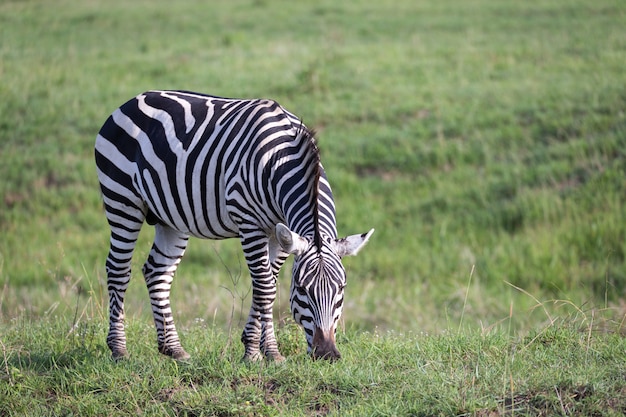 W Zielonym Krajobrazie Sawanny Pasie Się Zebra